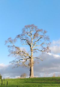 Tree on field against sky