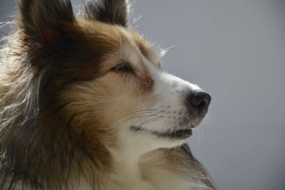 Close-up of dog looking away