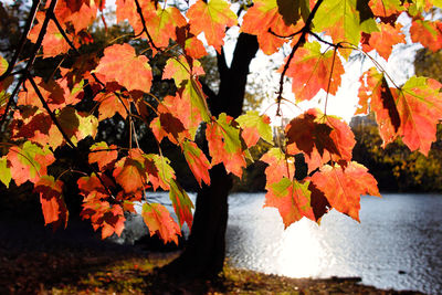 Close-up of maple leaves on tree during autumn