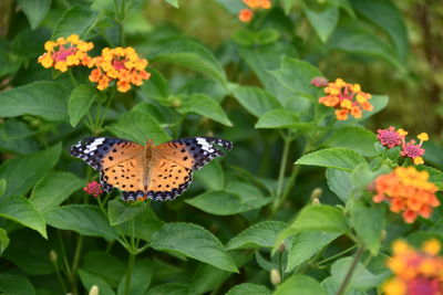 Close-up of butterfly pollinating on flower