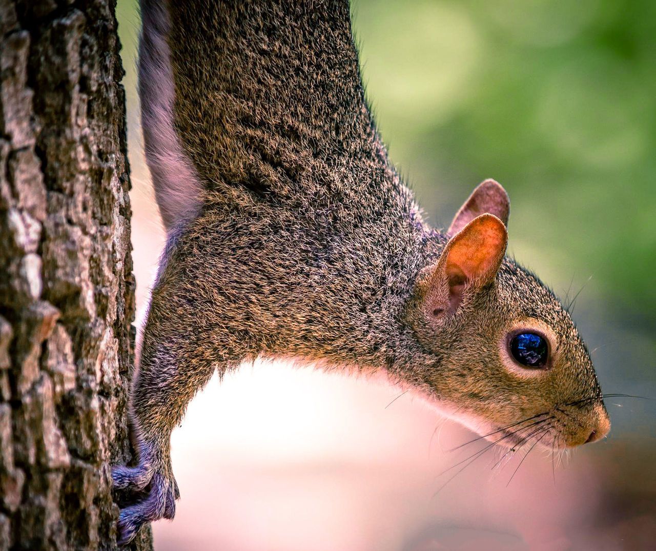 CLOSE-UP OF LIZARD ON TREE