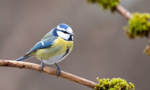 Close-up of bird perching on branch