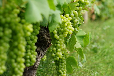 Grapes growing in vineyard