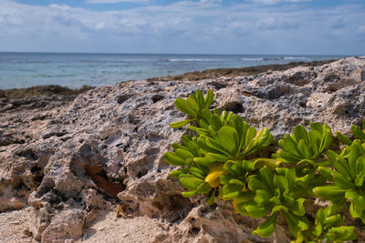 Scenic view of caribbean sea against sky