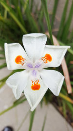 Close-up of white flowers