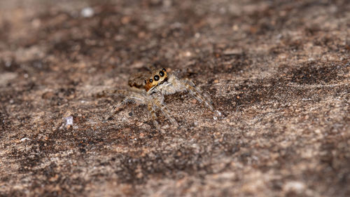 Close-up of spider