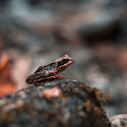 Close-up of lizard on rock