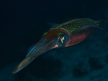 Close-up of fish swimming in sea