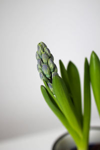 Close-up of green plant against white background