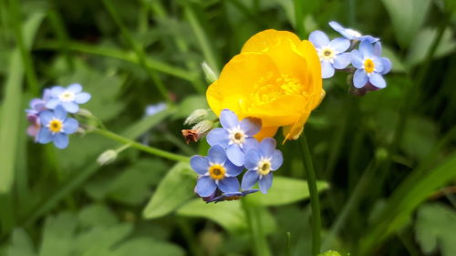 Close-up of purple flowering plant on field
