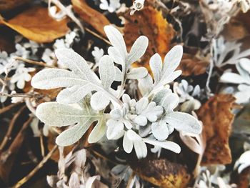 Close-up of leaves on plant