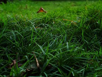 Full frame shot of grass on field