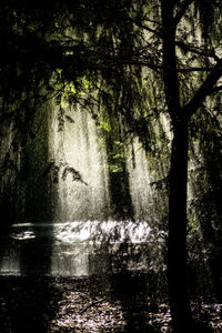 Trees in park