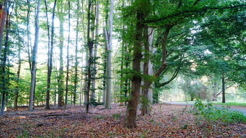 View of trees in the forest