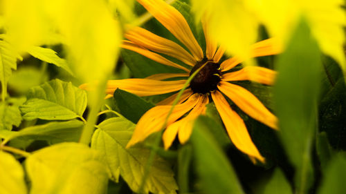 Close-up of honey bee on yellow flower blooming outdoors