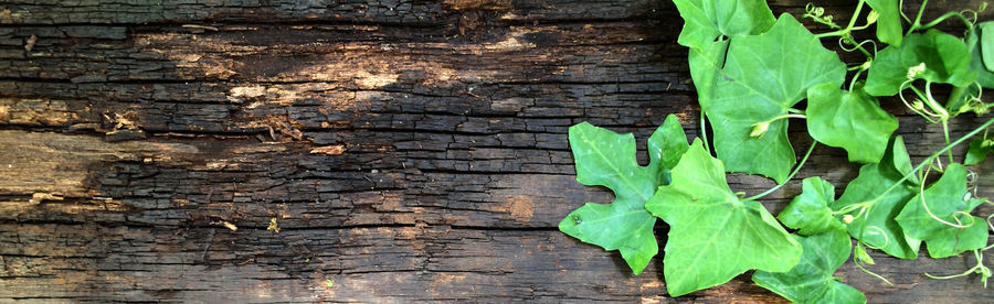 Close-up of ivy growing on wall