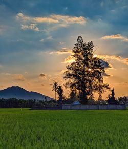 Tree on field against sky during sunset