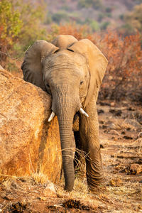 Elephant standing in a field