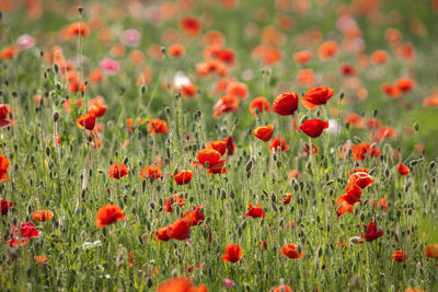 Red poppies blooming on field