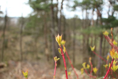 Close-up of flower blooming in field