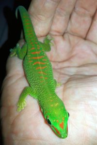 Close-up of human hand holding lizard