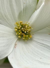 Close-up of white flower pollen