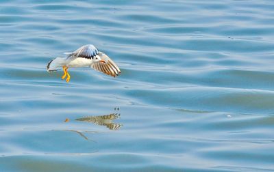 Bird flying over water