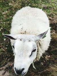 High angle view of sheep on field