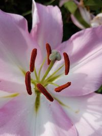 Close-up of flower blooming outdoors