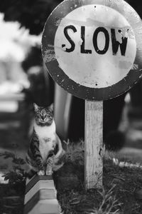 Portrait of a cat by slow signboard