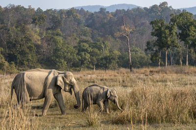 View of elephant walking on land