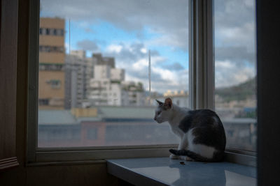 Cat looking through window at home