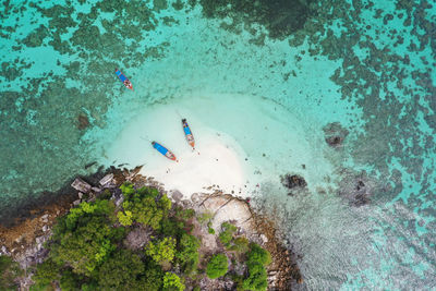 High angle view of jellyfish swimming in sea