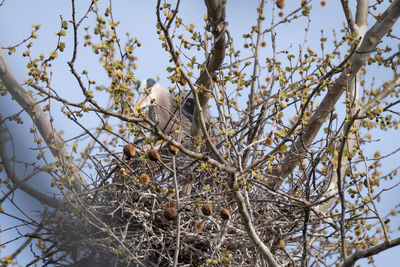 Low angle view of bird perching on tree