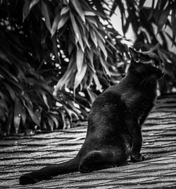 Black cat sitting outdoors