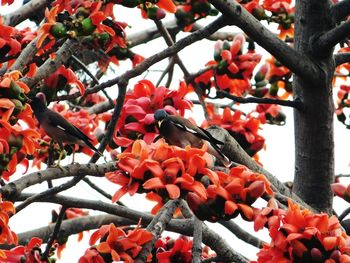 Red leaves on tree trunk