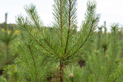 A pine tree forest school placed in the forest in the autumn season. closeup view of coniferous.