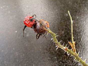 Close-up of insect