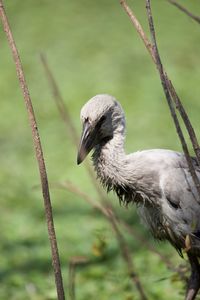 Close-up of bird perching outdoors