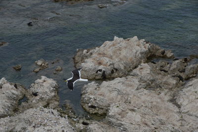 High angle view of bird on rock in sea