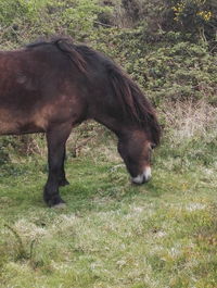 Horse grazing on field