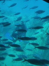 School of fish swimming in aquarium