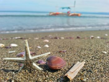 Close-up of starfish on beach against sky