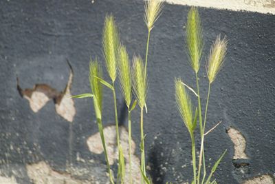 Close-up of plants