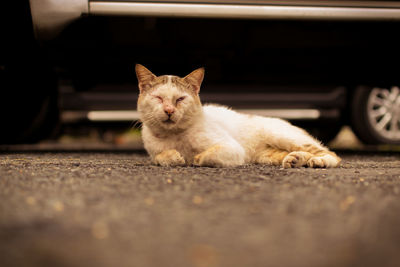 Close-up of cat on floor