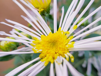 Close-up of white and yellow flowering plant