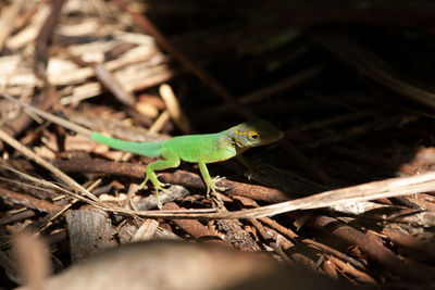 Close-up of lizard on leaf