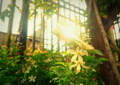 Sunlight streaming through plants on tree