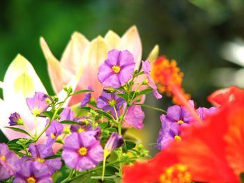 Close-up of purple flowering plant