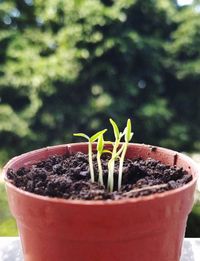 Close-up of potted plant